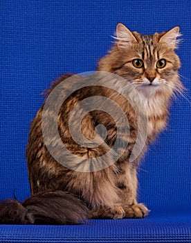 Siberian adult cat