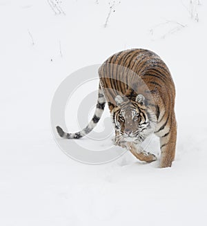 Siberian Amur Tiger photo