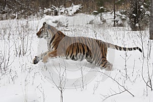 Siberian Amur Tiger