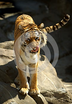 Siberian (Amur) Tiger