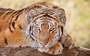 Siberian or Amur tiger