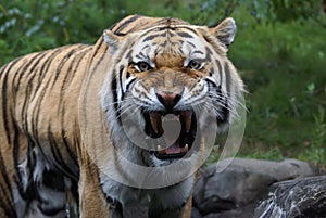 Siberian Amur Tiger