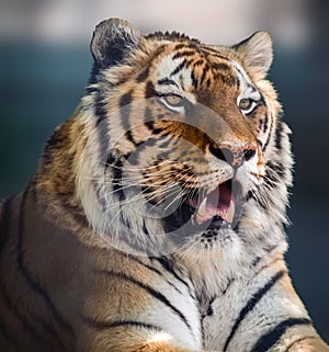 Siberian or Amur tiger head close-up with teeth