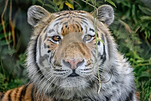 Siberian amur tiger Panthera tigris tigris full face view