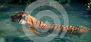 Siberian (Amur) Tiger Swimming