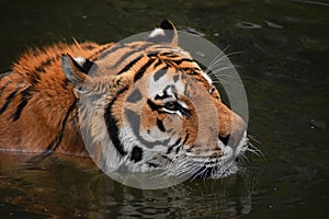 Siberian Amur tiger swimming in water
