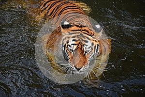 Siberian Amur tiger swimming in water