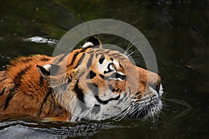 Siberian Amur tiger swimming in water