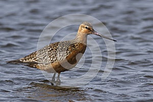Siberian bar-tailed godwit which feeds in shallow water
