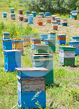 Siberian bee garden