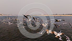 Siberian bird migrating to Varanasi