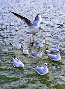 Siberian Birds at Triveni Sangam Allahabad photo