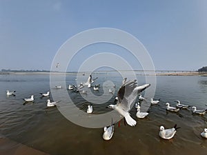 Siberian Birds water