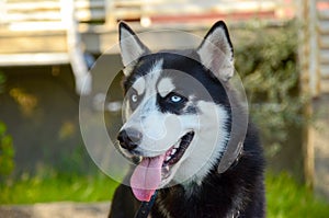 Siberian blue eyed husky dog