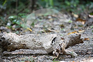 Siberian Blue Robin