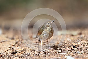 Siberian blue robin