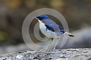 Siberian Blue Robin Luscinia cyane