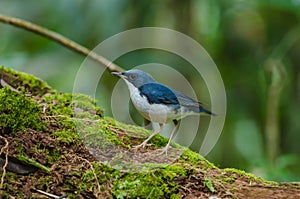 Siberian blue robin Luscinia cyane