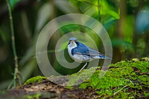 Siberian blue robin & x28;Luscinia cyane& x29;