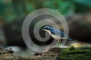 Siberian blue robin Luscinia cyane