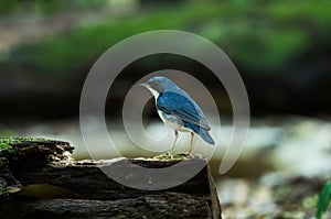 Siberian blue robin Luscinia cyane