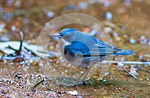 Siberian blue robin Luscinia cyane the beautiful blue bird standing on  lake