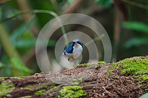 Siberian blue robin Luscinia cyane