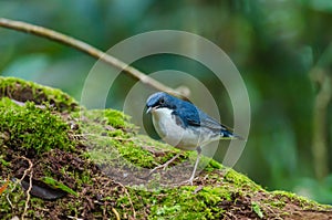Siberian blue robin Luscinia cyane