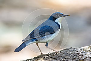 Siberian Blue Robin (Luscinia cyane), Bird