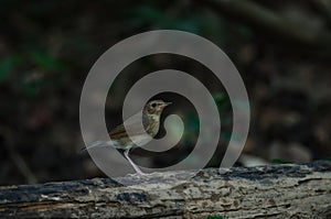 Siberian Blue Robin Luscinia cyane female in nature