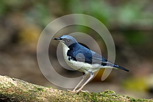 Siberian blue robin (male) on root