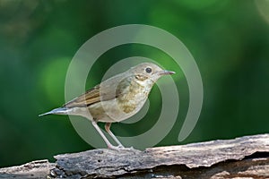 Siberian Blue Robin passerine flycatcher bird perching on wooden