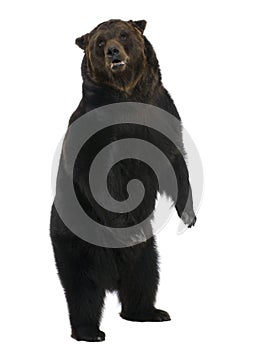 Siberian Brown Bear, 12 years old, standing