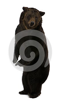 Siberian Brown Bear, 12 years old, standing