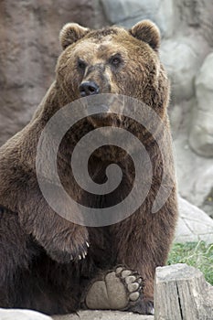 Siberian Brown Bear