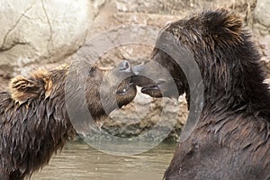 Siberian Brown Bears