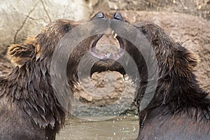 Siberian Brown Bears