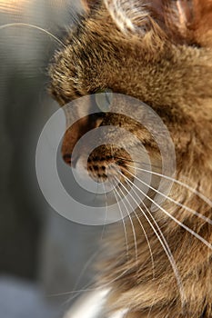 Siberian brown cat in profile