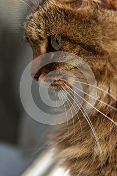 Siberian brown cat in profile