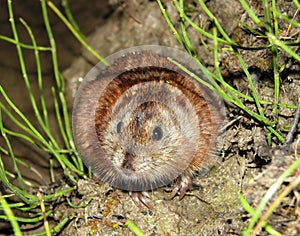 Siberian Brown Lemming