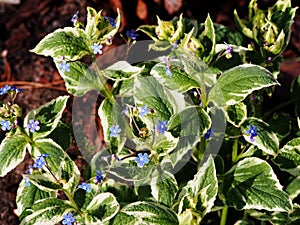 Siberian bugloss - Brunnera