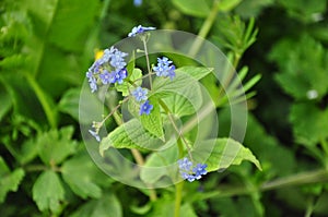 Siberian Bugloss - Brunnere macrophylla