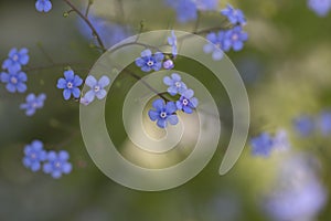 Siberian Bugloss - Jack Frost Brunnera