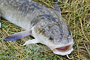 Siberian burbot