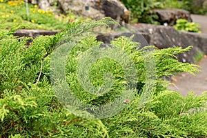 Siberian carpet cypress or Microbiota Decussata plant in Zurich in Switzerland