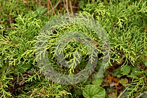 Siberian carpet cypress or Microbiota Decussata plant in Zurich in Switzerland