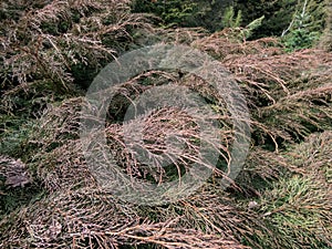 Siberian carpet cypress, Russian arbor-vitae (Microbiota decussata) with foliage of flat sprays