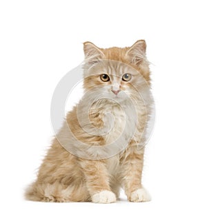 Siberian cat (12 weeks)