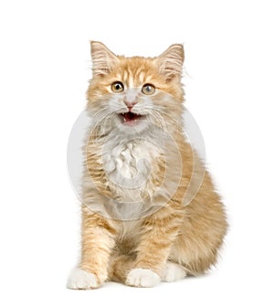 Siberian cat (12 weeks)