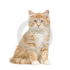 Siberian cat (12 weeks)